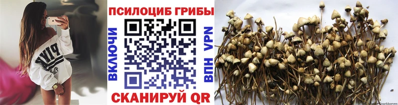 купить  сайты  Кущёвская  Галлюциногенные грибы мицелий 